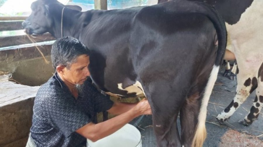 যে রোগের কারণে গরু দুধ কম দিচ্ছে, খামারিদের বড় ক্ষতি হচ্ছে