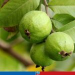 পেয়ারা দেওয়ার কথা বলে প্রতি;বন্ধী গৃহব;ধূকে নিয়ে ধ;র্ষণ