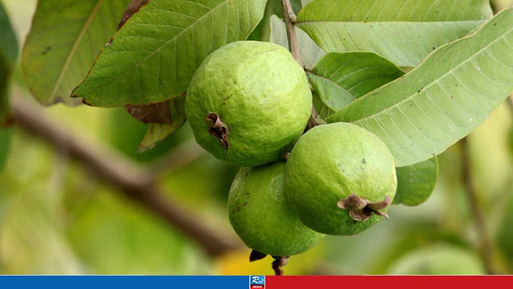 পেয়ারা দেওয়ার কথা বলে প্রতি;বন্ধী গৃহব;ধূকে নিয়ে ধ;র্ষণ